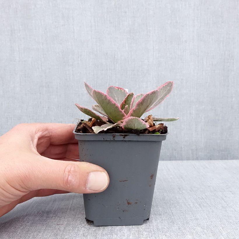 Exemplar von Eryngium planum Jade Frost - Flachblättrige Mannstreu Kleine Töpfe von 8/9 cm wie im Frühjahr geliefert