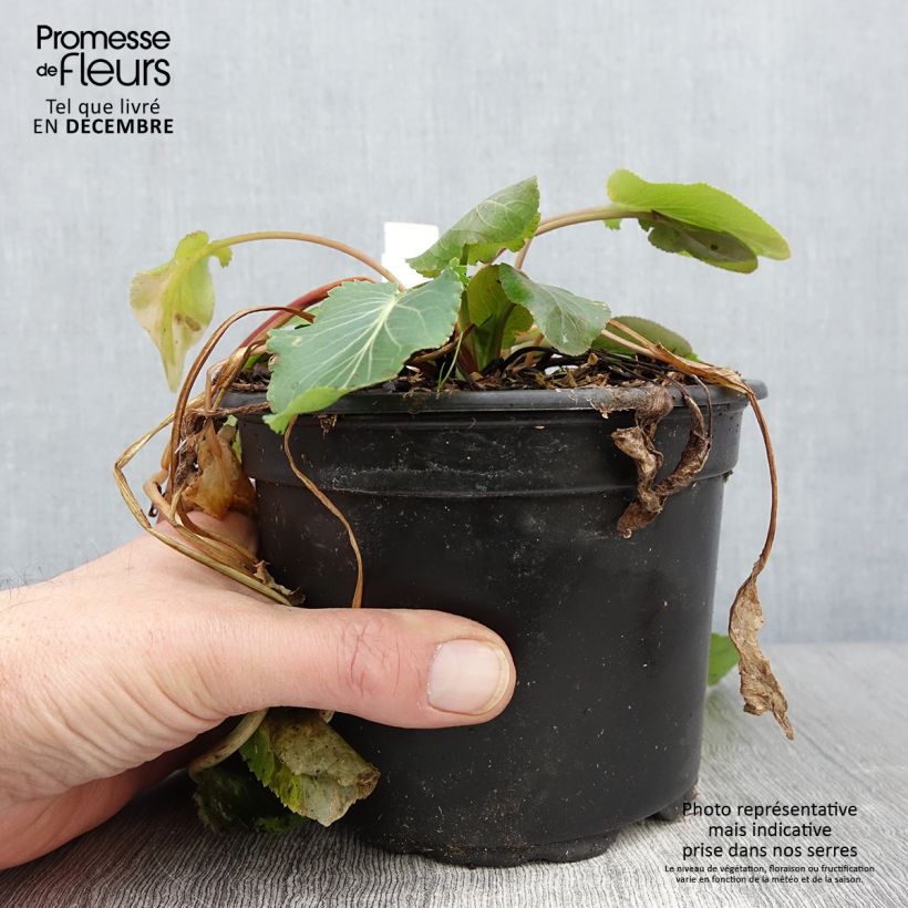Example of Eryngium planum - Flachblättrige Mannstreu Topf mit 2L/3L as you get in automne