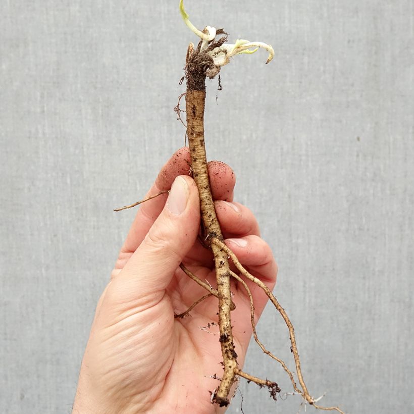 Exemplar von Eryngium planum - Flachblättrige Mannstreu Wurzelnackt wie im Winter geliefert