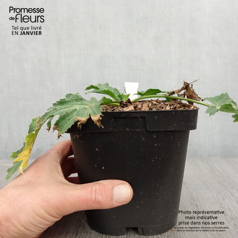 Exemplar von Eryngium zabelii Big Blue - Garten-Mannstreu Topf mit 2L/3L wie im Winter geliefert