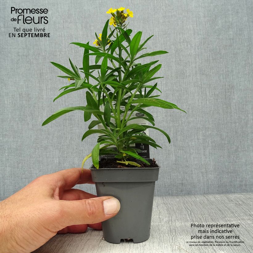 Example of Erysimum alpinum - Garten-Goldlack Kleine Töpfe von 8/9 cm as you get in automne
