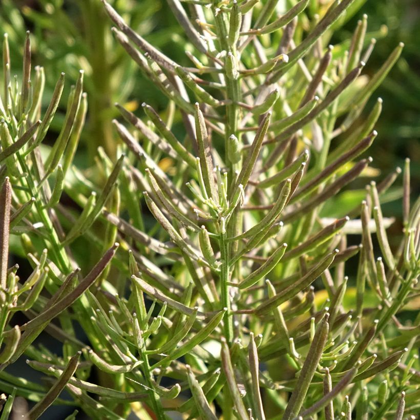 Erysimum alpinum - Garten-Goldlack (Foliage)
