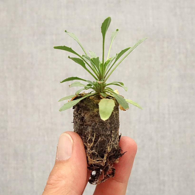 Example of Erysimum allionii Zwerg Mango - Garten-Goldlack Mini-Plug Ø 3/4 cm as you get in automne