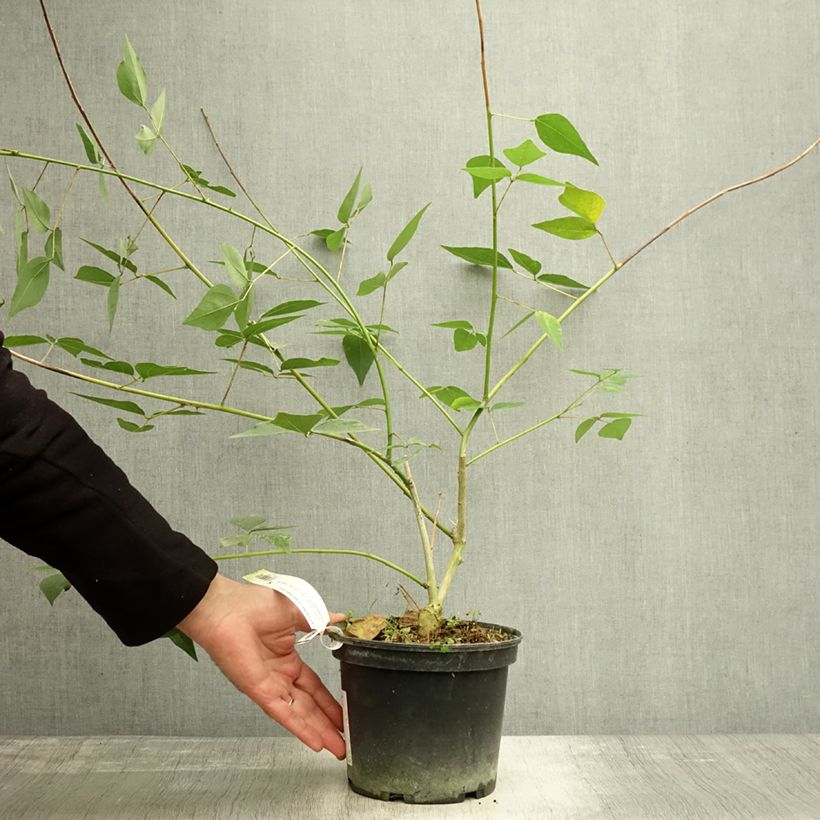 Example of Erythrina Amélie Jeckert - Korallenstrauch Topf mit 3L/4L as you get in automne