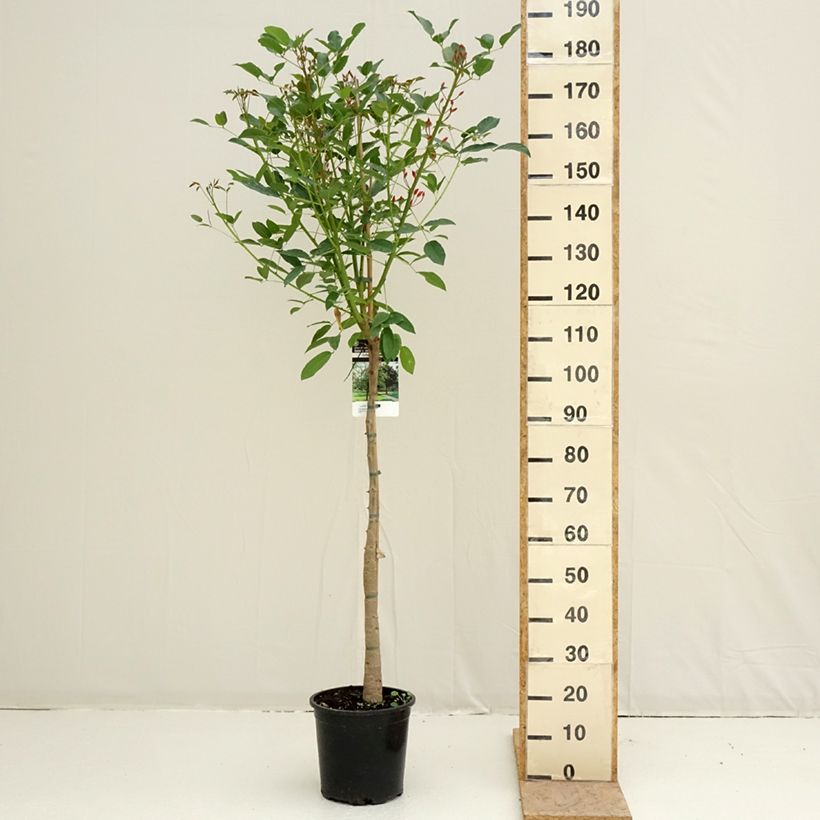 Example of Erythrina crista-galli - Korallenstrauch Topf mit 7,5L/10L as you get in printemps