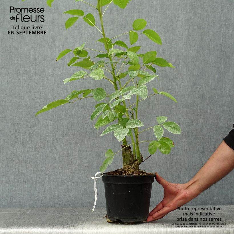 Example of Erythrina crista-galli Compacta - Korallenstrauch Topf mit 2L/3L as you get in automne