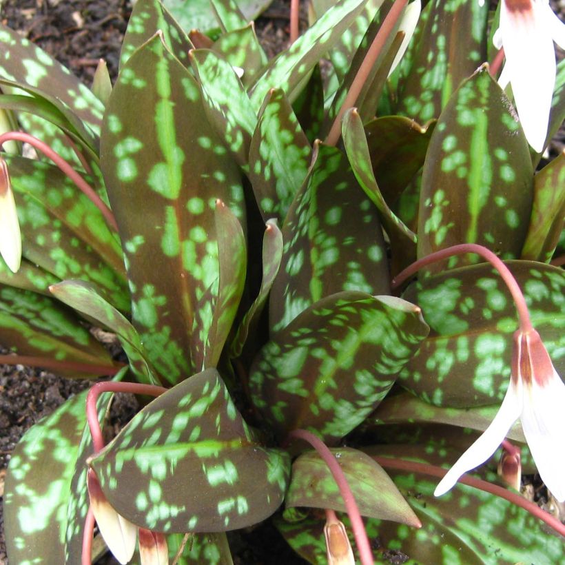 Erythronium dens canis Snowflake - Hunds-Zahnlilie (Foliage)
