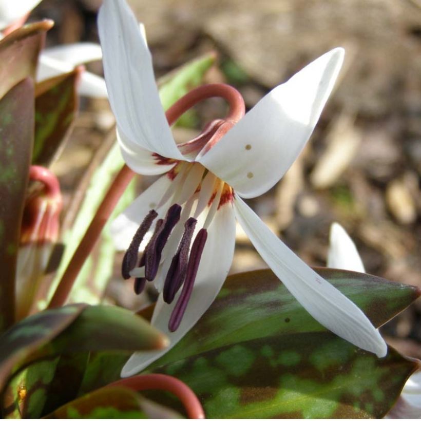 Erythronium dens canis Snowflake - Hunds-Zahnlilie (Flowering)
