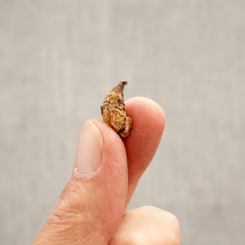 Exemplar von Erythronium dens canis Purple King - Hunds-Zahnlilie Zwiebel Kaliber/Größe I wie im Frühjahr geliefert