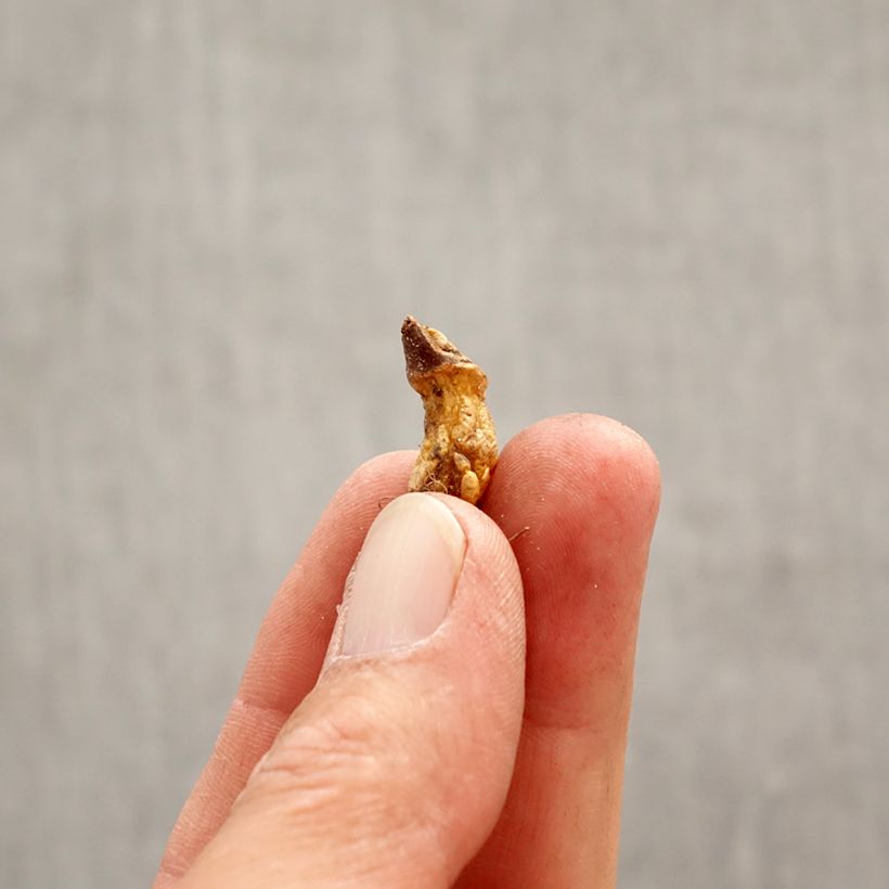 Exemplar von Erythronium dens canis Snowflake - Hunds-Zahnlilie Zwiebel Kaliber/Größe I wie im Frühjahr geliefert