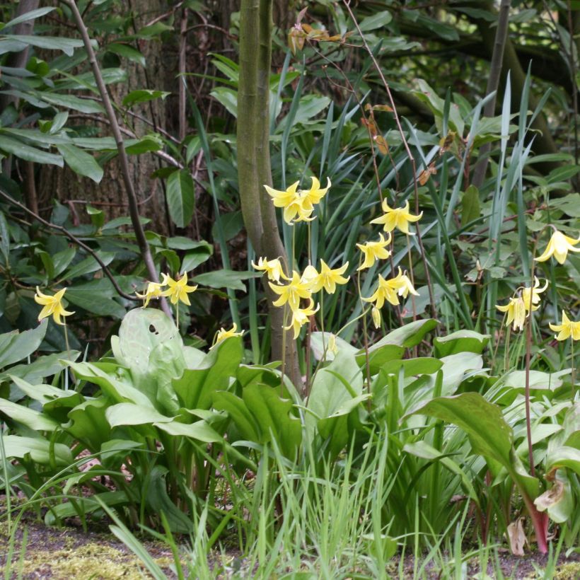 Erythronium tuolumnense Pagoda - Hundszahn (Flowering)