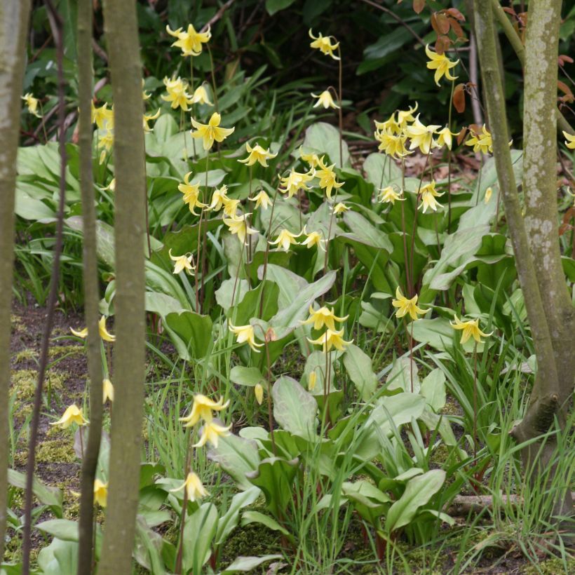 Erythronium tuolumnense Pagoda - Hundszahn (Plant habit)