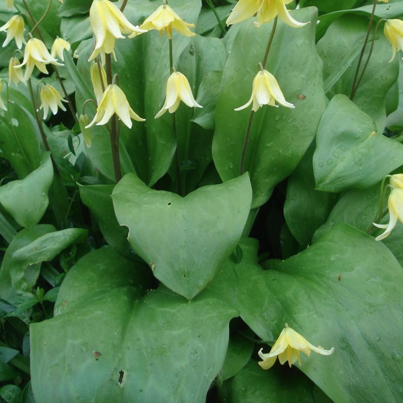Erythronium tuolumnense Pagoda - Hundszahn (Foliage)