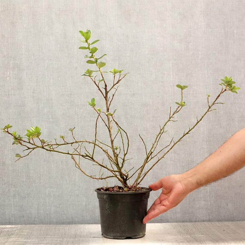 Exemplar von Escallonia C.F. Ball - Andenstrauch Topf mit 2L/3L wie im Sommer geliefert