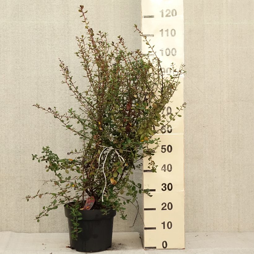 Example of Escallonia C.F. Ball - Andenstrauch Topf mit 7,5L/10L as you get in automne