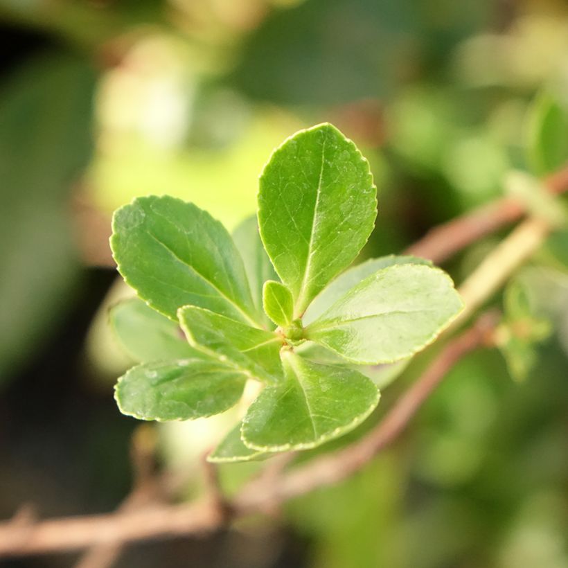 Escallonia C.F. Ball - Andenstrauch (Foliage)