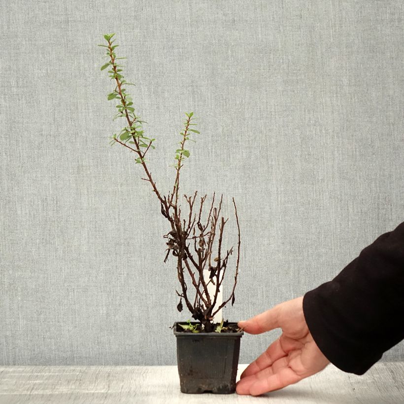 Example of Escallonia compacta Coccinea - Andenstrauch Kleine Töpfe von 8/9 cm as you get in automne