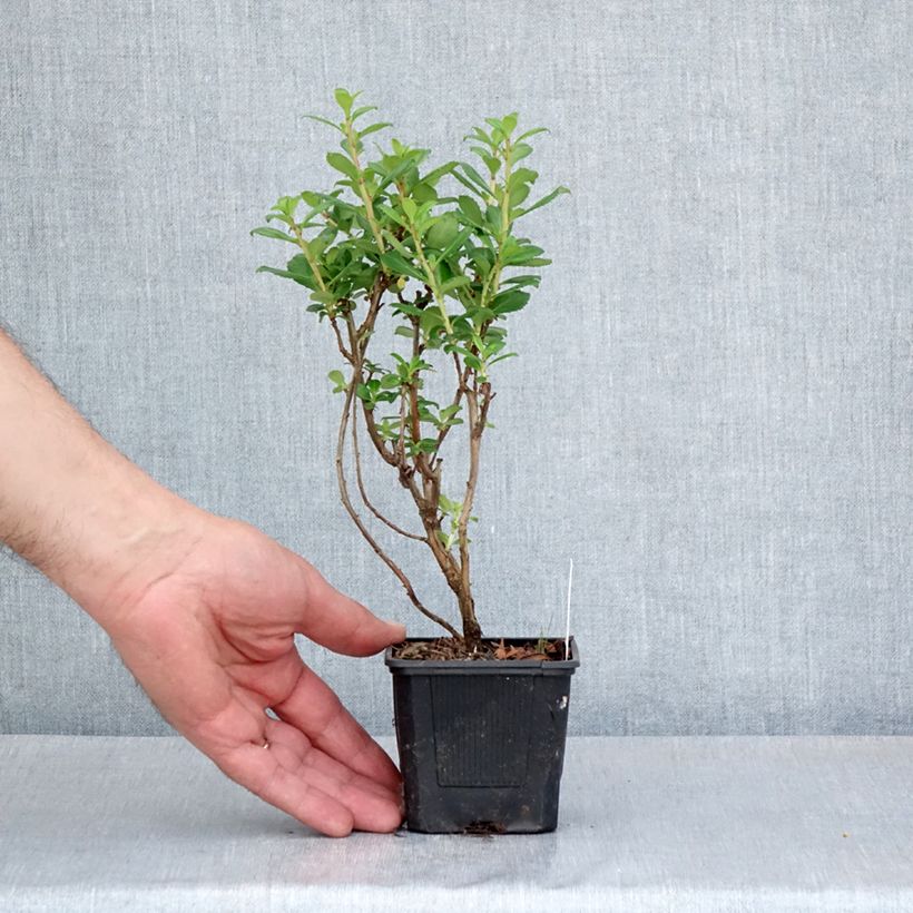 Exemplar von Escallonia compacta Coccinea - Andenstrauch Kleine Töpfe von 8/9 cm wie im Frühjahr geliefert