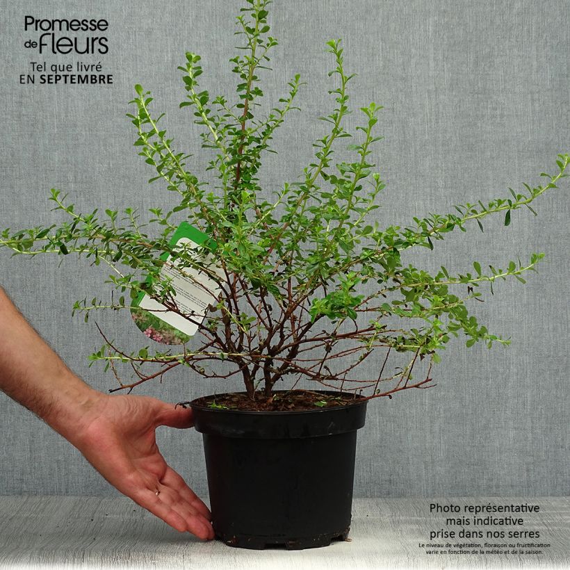 Example of Escallonia Dart's Rosy Red - Andenstrauch Topf mit 2L/3L as you get in automne