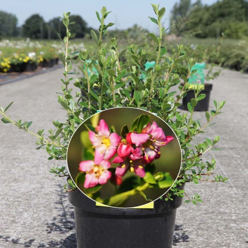 Escallonia Donard Seedling - Andenstrauch (Flowering)