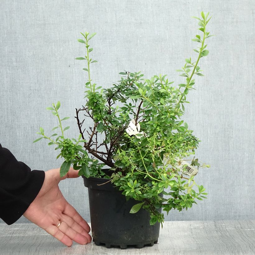 Example of Escallonia Show Stopper - Andenstrauch Topf mit 3L/4L as you get in automne