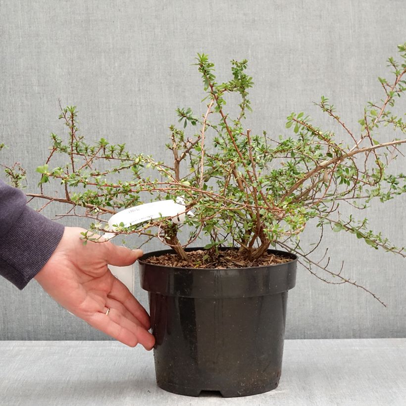 Exemplar von Escallonia Pinky Carpet - Andenstrauch Topf mit 3L/4L wie im Frühjahr geliefert