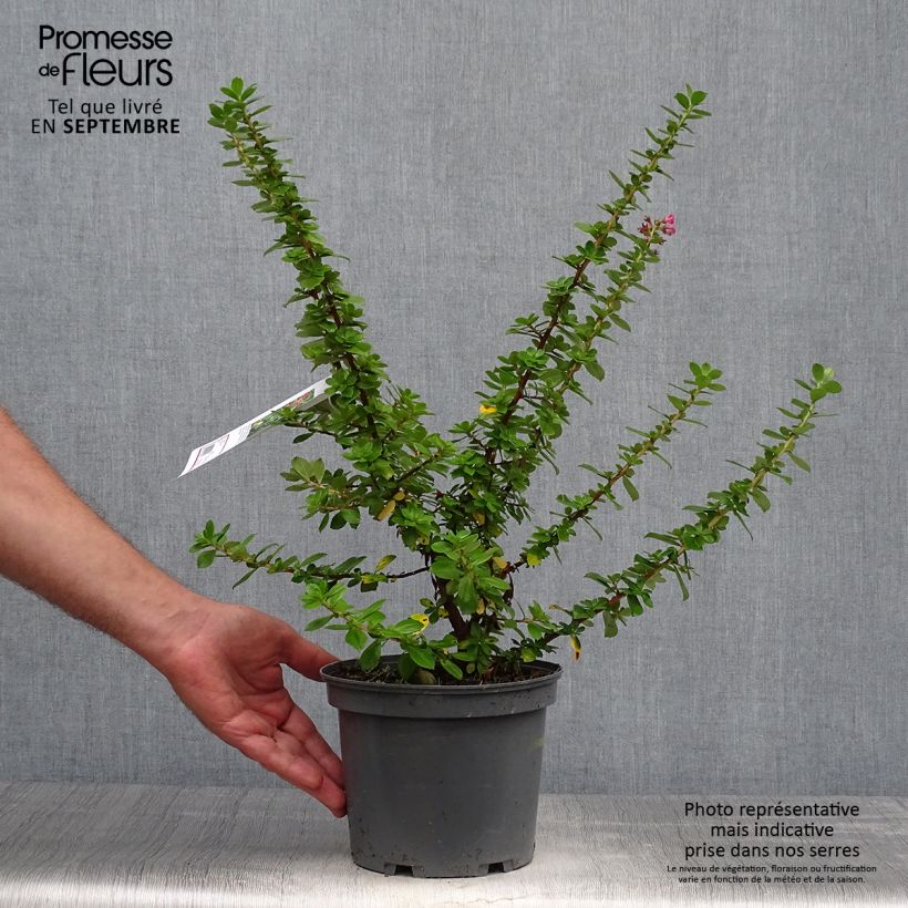 Example of Escallonia Pride of Donard - Andenstrauch Topf mit 2L/3L as you get in automne