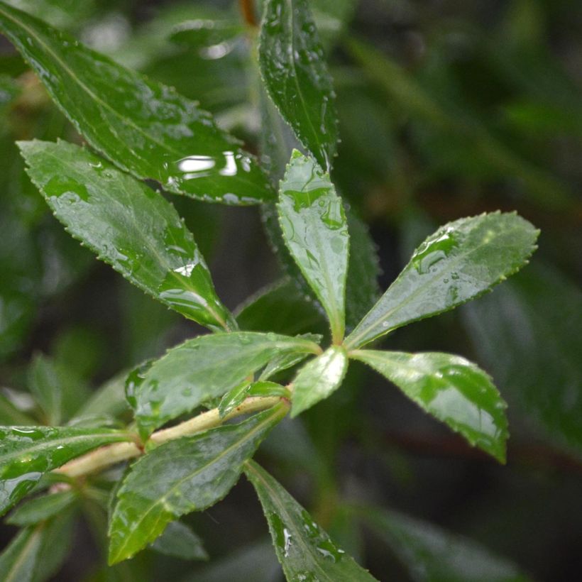 Escallonia Red Carpet - Andenstrauch (Foliage)