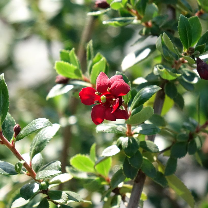 Escallonia Red Elf - Andenstrauch (Flowering)