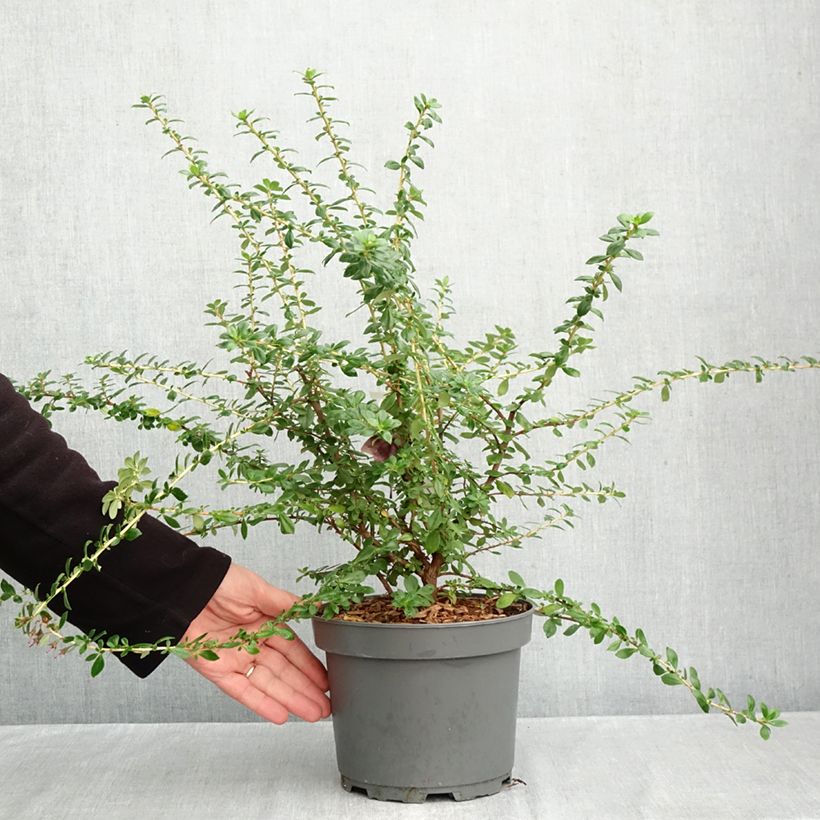 Exemplar von Escallonia Red Elf - Andenstrauch Topf mit 3L/4L wie im Herbst geliefert