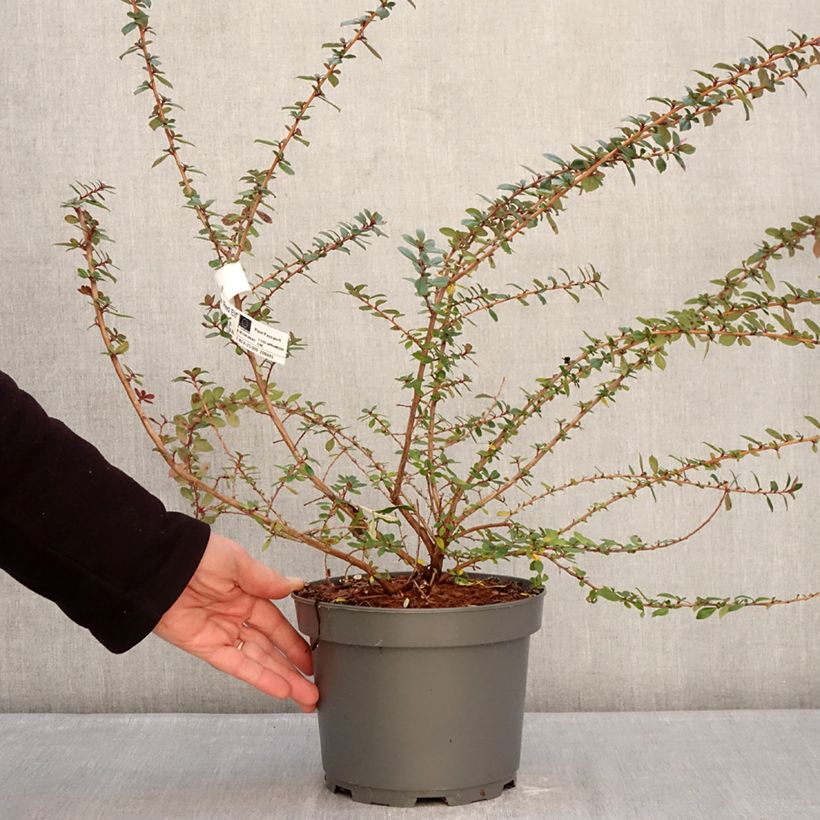 Exemplar von Escallonia Red Elf - Andenstrauch Topf mit 3L/4L wie im Winter geliefert