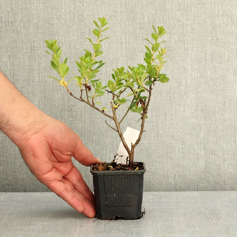 Exemplar von Escallonia rubra var. Macrantha Crimson Spire - Andenstrauch Kleine Töpfe von 8/9 cm wie im Frühjahr geliefert