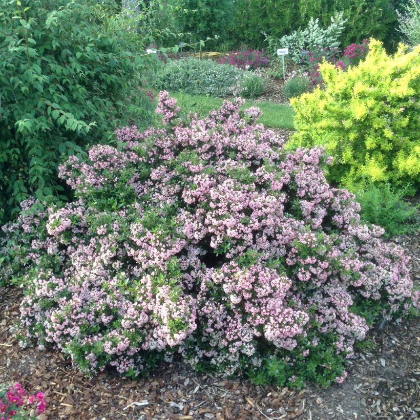 Escallonia Show Stopper - Andenstrauch (Plant habit)