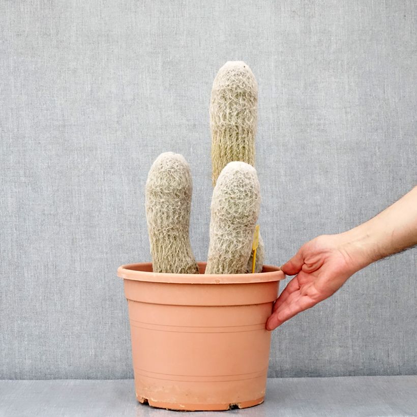 Example of Kaktus - Espostoa churinensis Topf mit 7,5L/10L as you get in automne