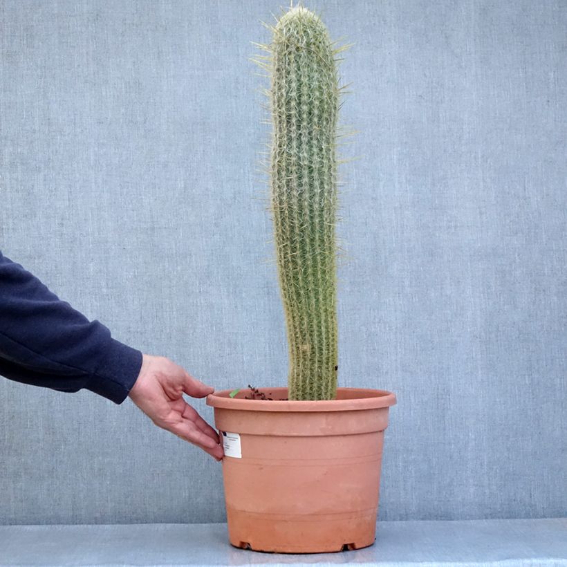 Example of Kaktus - Espostoa lanata Topf mit 7,5L/10L as you get in automne