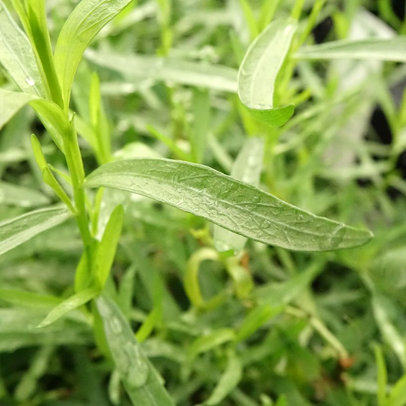 Estragon Bio - Artemisia dracunculus (Foliage)