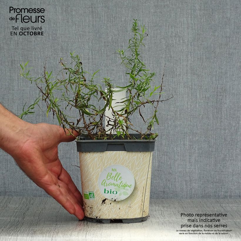 Example of Estragon Bio - Artemisia dracunculus Topf mit 1L/1,5L as you get in automne