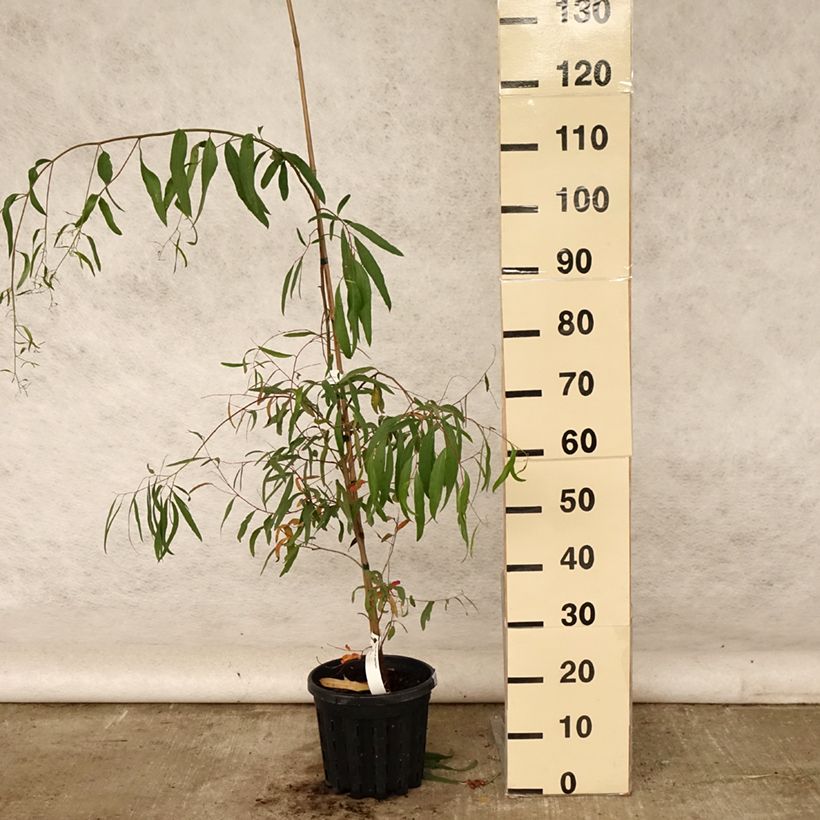 Example of Eucalyptus aggregata - Schwarzer Eukalyptus Topf mit 4L/5L as you get in ete