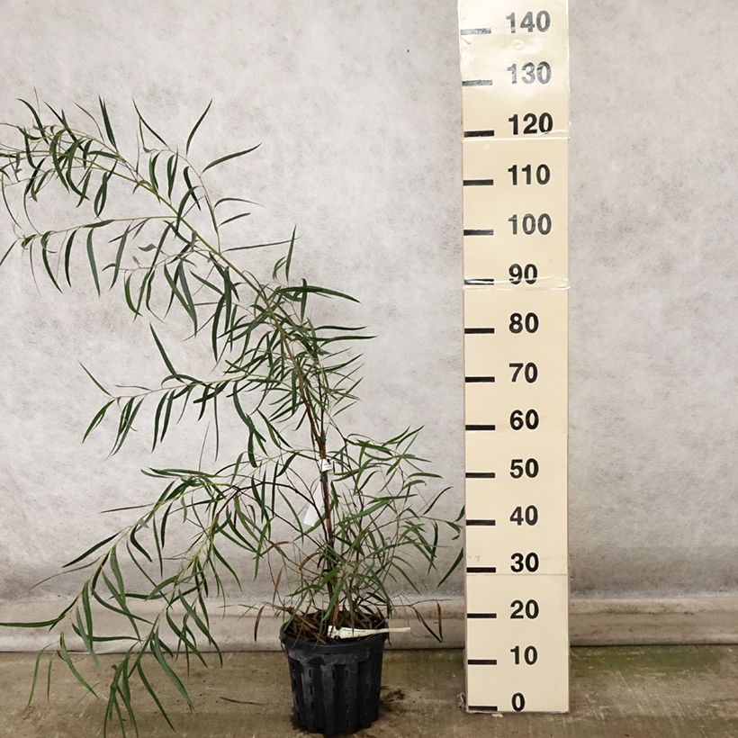 Example of Eucalyptus apiculata Topf mit 4L/5L as you get in automne