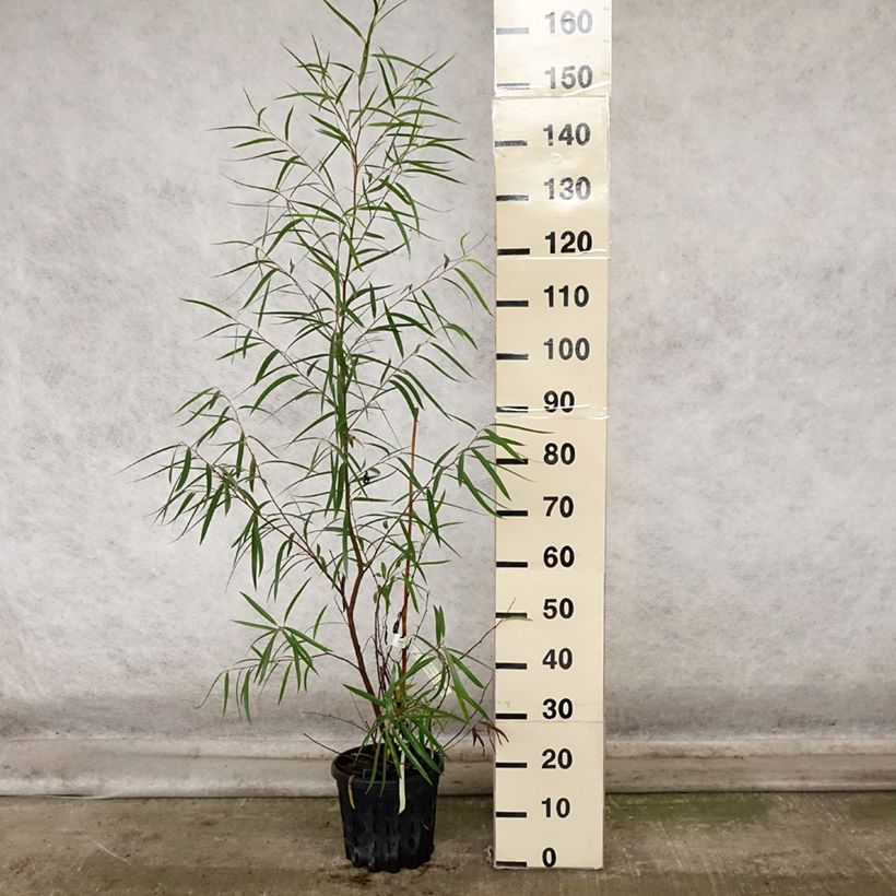 Example of Eucalyptus approximans Topf mit 4L/5L as you get in automne