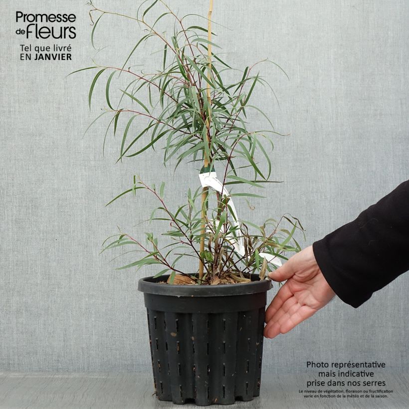 Exemplar von Eucalyptus approximans Topf mit 4L/5L wie im Winter geliefert