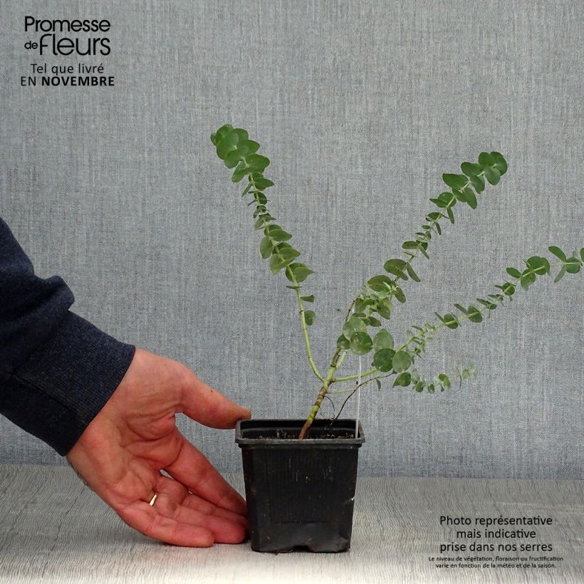 Example of Eucalyptus pulverulenta Baby Blue Kleine Töpfe von 8/9 cm as you get in automne