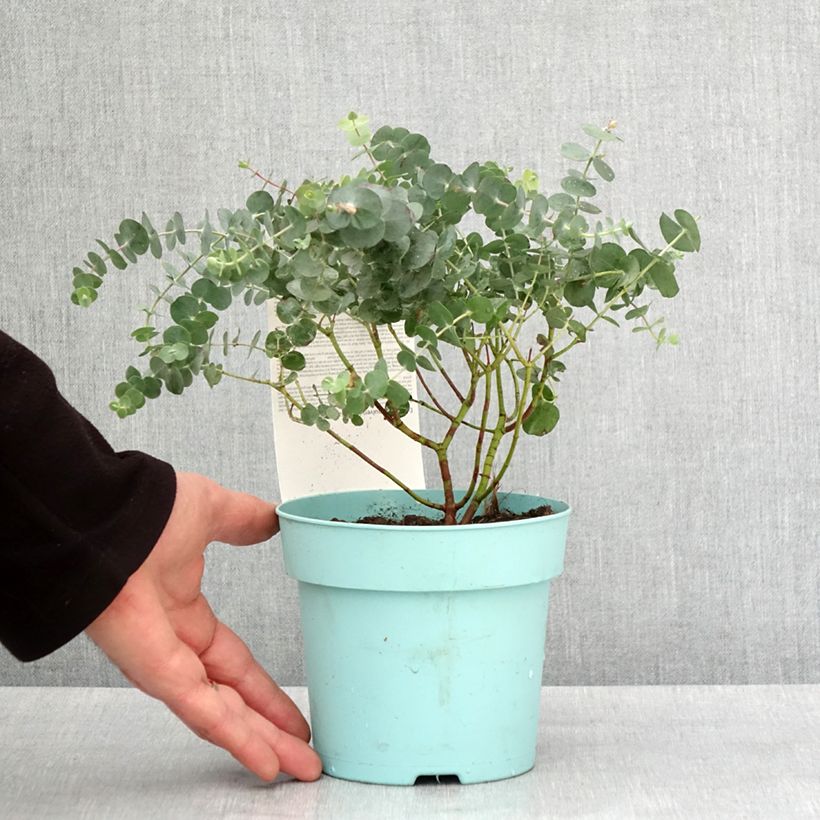 Example of Eucalyptus pulverulenta Baby Blue Topf mit 1L/1,5L as you get in hiver