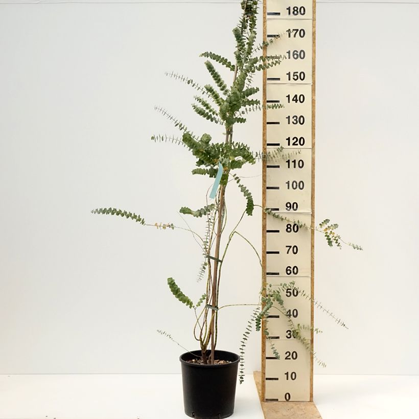 Exemplar von Eucalyptus pulverulenta Baby Blue Topf mit 7,5L/10L wie im Frühjahr geliefert