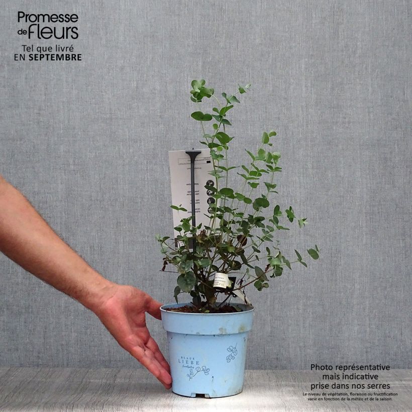 Example of Eucalyptus pulverulenta Baby Blue Topf mit 2L/3L as you get in automne