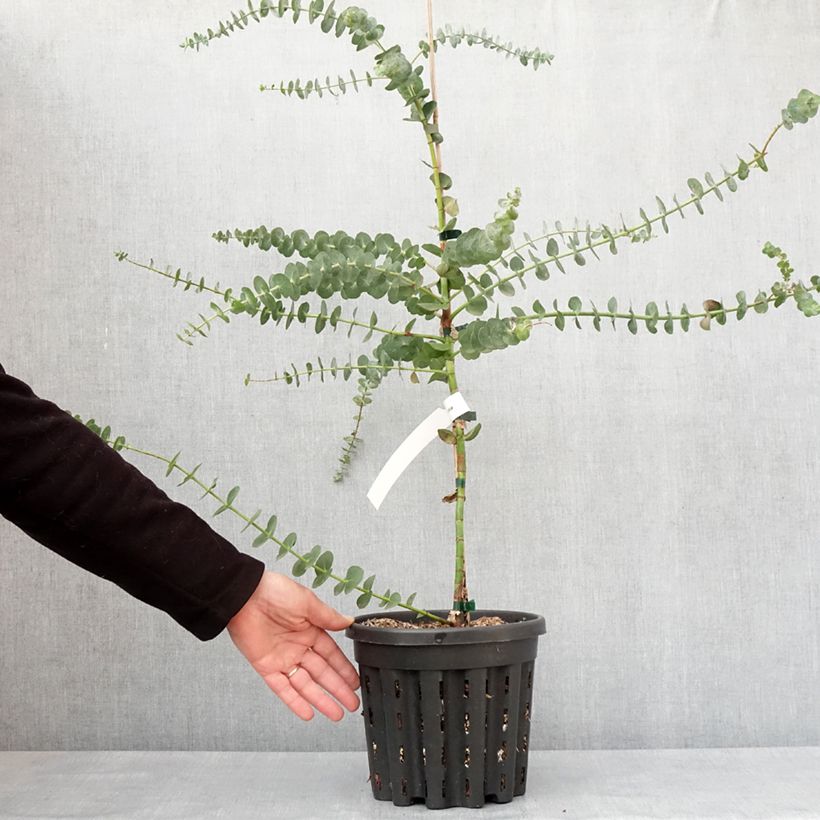Example of Eucalyptus pulverulenta Baby Blue Topf mit 4L/5L as you get in hiver
