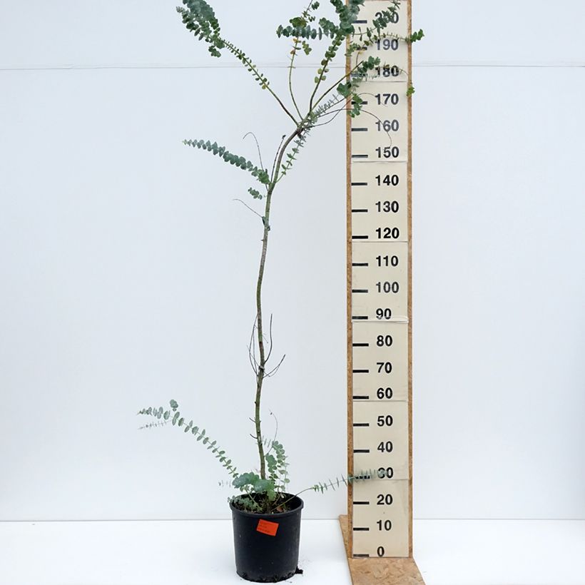 Example of Eucalyptus pulverulenta Baby Blue Topf mit 7,5L/10L as you get in ete