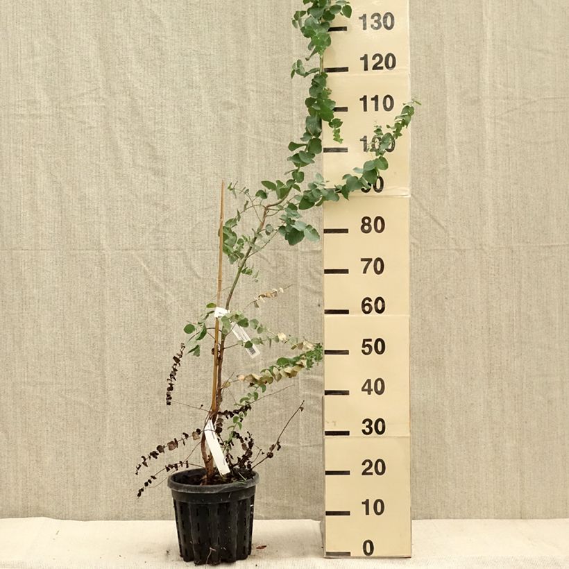 Example of Eucalyptus bridgesiana Topf mit 4L/5L as you get in automne
