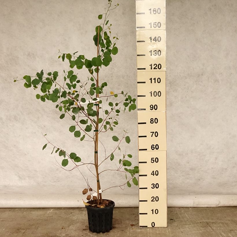Example of Eucalyptus camphora subsp camphora Topf mit 4L/5L as you get in ete