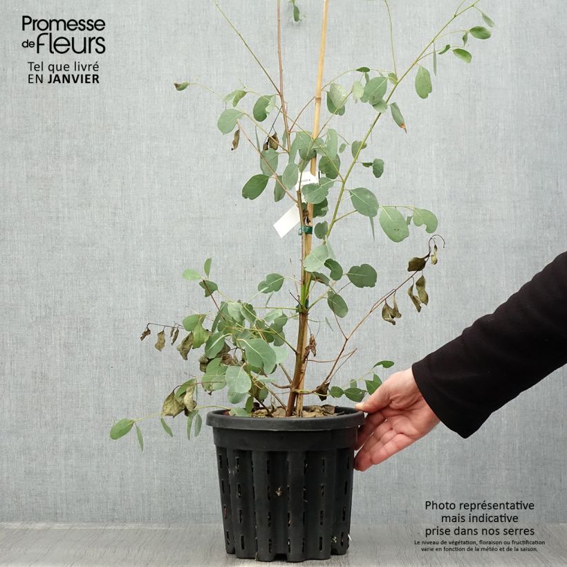 Exemplar von Eucalyptus camphora subsp camphora Topf mit 4L/5L wie im Winter geliefert